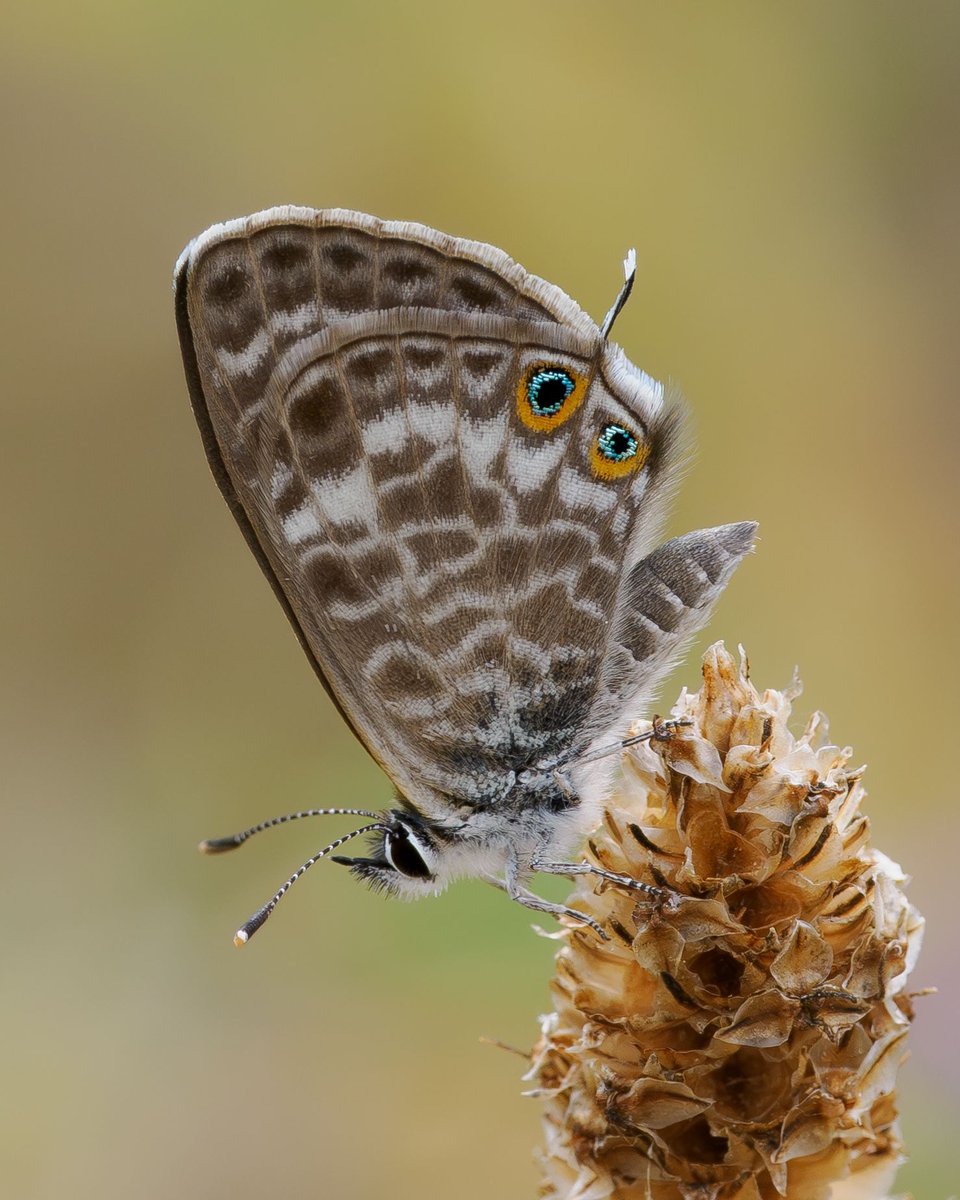 Entries to our annual Photographic Competition were on display at our members afternoon on Saturday. Those present voted this image of a Lang's Short-tailed Blue  taken by Harry Faull as winner of the International Section. #savebutterflies