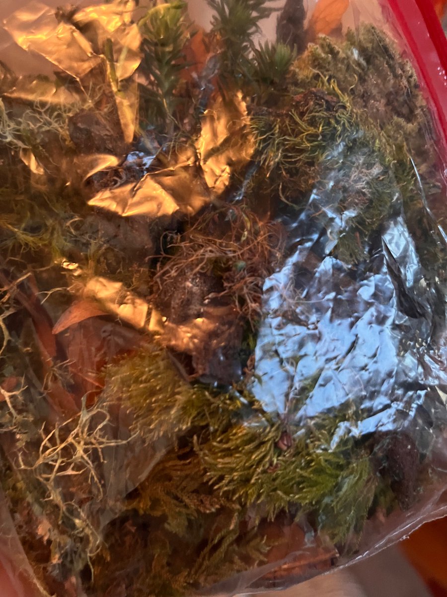 Seattle moss haul btw
