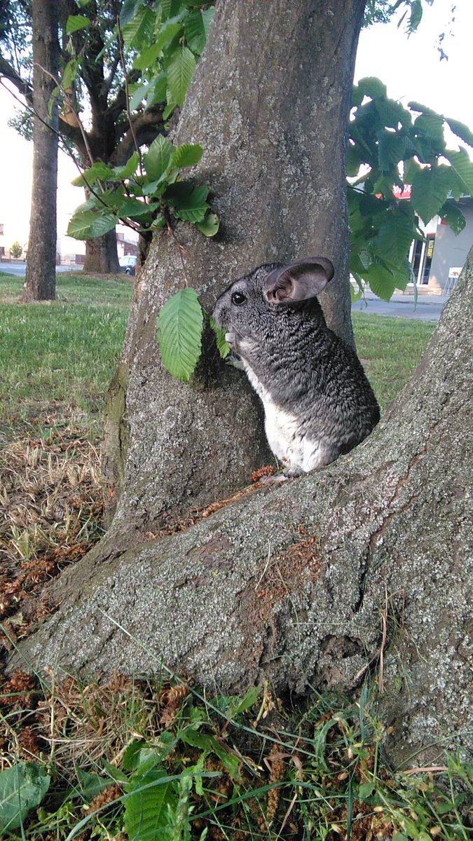swtbay's tweet photo. Guys never let ur chinchilla outside! ⚠️ 1: they can easily run away 2: they can eat Random things that are poisonous to them 3: they’ll get extremely dirty 4: they can die depending on the weather! https://t.co/fRcLGauKlY