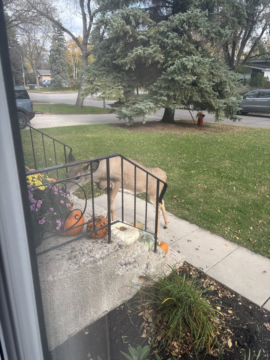 GoopyFS's tweet image. Come to me jungle friends!