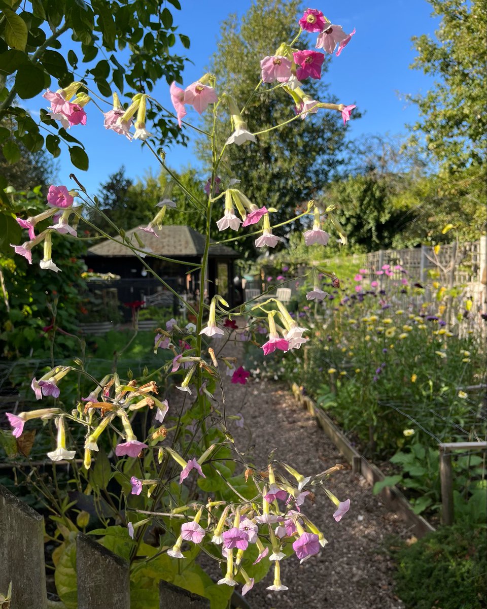 A very grey and damp day here so here’s a look back to a brighter afternoon a few weeks ago and one of my favourite new things I’ve grown this year - Nicotiana mutabilis with its tiny colour changing flowers 💚🤍🩷