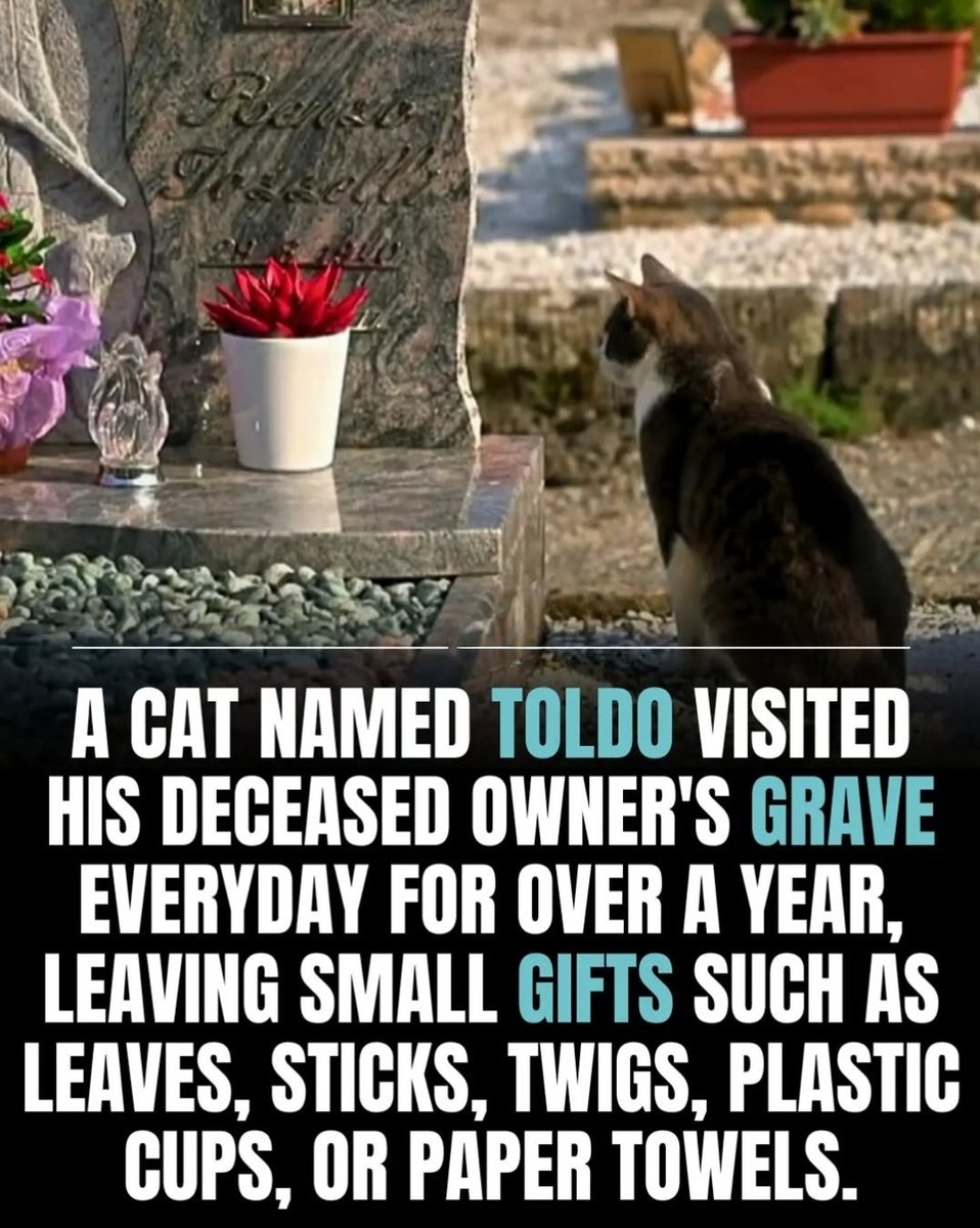 We don't deserve cats 😺 (@catsareblessing) on Twitter photo 