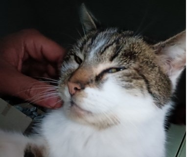 Lula.

Na vijf dagen rond te dwalen stond Lula gisternacht om 2 uur voor de deur te miauwen. We zijn blij dat Lula weer terug is.