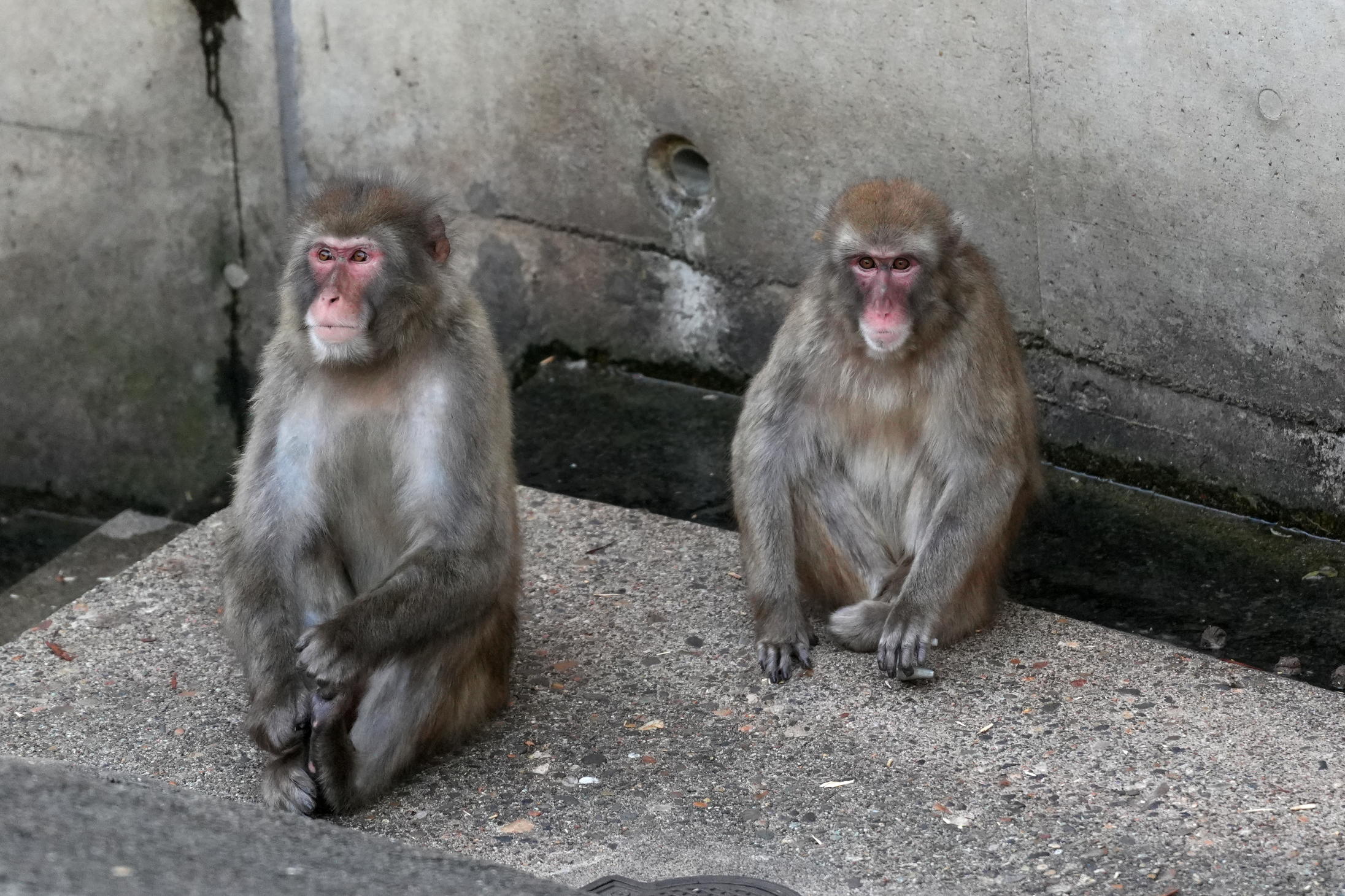 さっちゃん on X: 