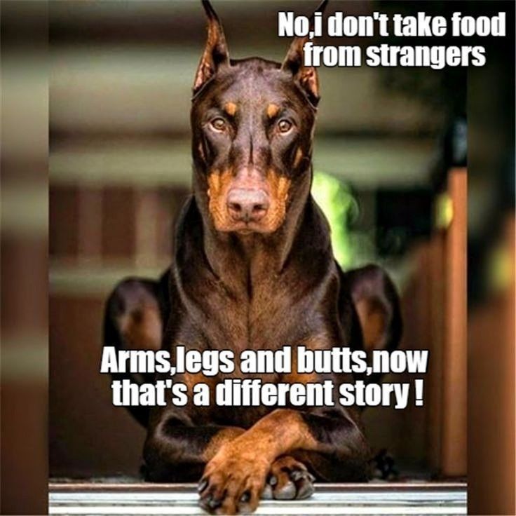 horrorinco's tweet photo. Dobies
#doberman #DogLovers #dobies #dogs https://t.co/WlPaaG8mYO