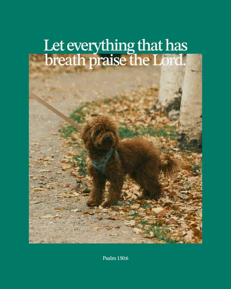 Guideposts's tweet image. Let everything that has breath praise the Lord — even the furry, the feathery, and the fluffy. 🐶🐱🕊️
All creation sings His praise! More Christian animal content here: guideposts.org/shop/product/a…
#AllGodsCreatures #FaithAndFur #Psalm150 #PraiseTheLord #ChristianPets #GodsCreation