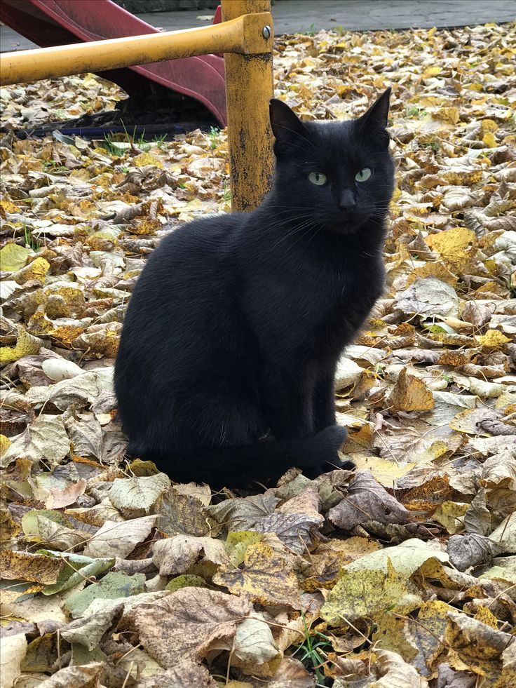 Second Before Blunder☠️ (@blundervid) on Twitter photo 