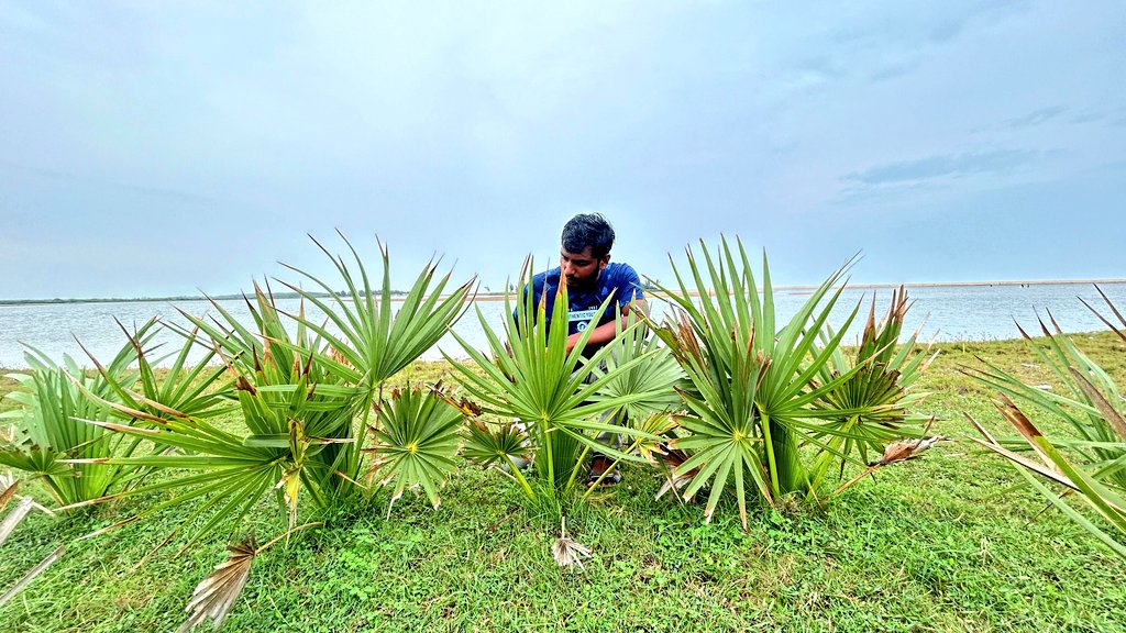 OdishaSeaTurtle's tweet image. 🌍 On the Int'l Day for Disaster Risk Reduction 2025, we reaffirm that nature is our strongest shield. 🌿
Through mangroves, dunes, palms & sea turtles — we build resilience where land meets sea. 💚
#DisasterRiskReduction #NatureBasedSolutions