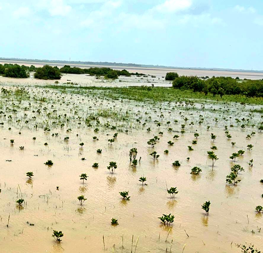 OdishaSeaTurtle's tweet image. 🌍 On the Int'l Day for Disaster Risk Reduction 2025, we reaffirm that nature is our strongest shield. 🌿
Through mangroves, dunes, palms & sea turtles — we build resilience where land meets sea. 💚
#DisasterRiskReduction #NatureBasedSolutions