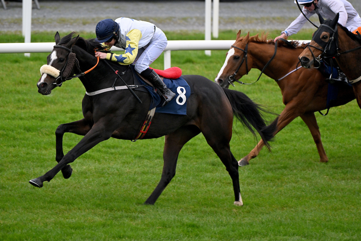 Roscommon Racecourse tweet media