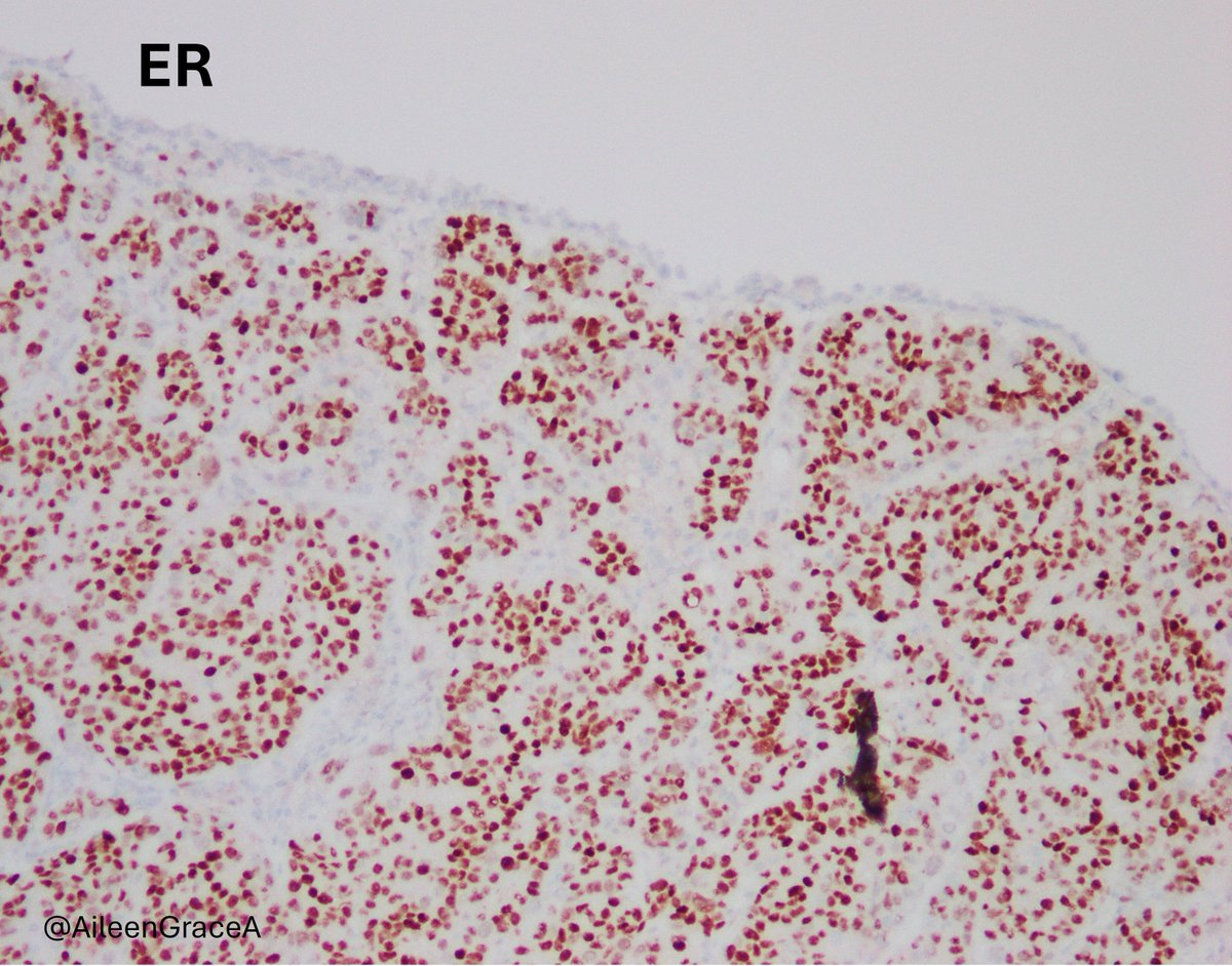 CooperPathology tweet media