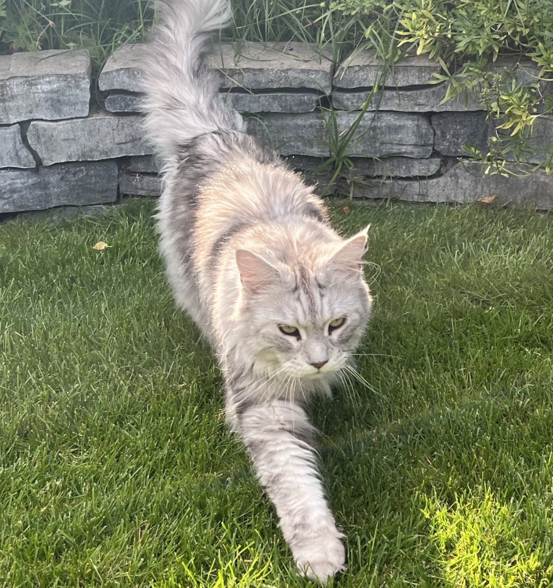 Lewis, Maine Coone.

Drie dagen van vermissing voelden als drie weken voor ons. Omdat wij vorig jaar onze poes Betty na zes dagen overleden hebben gevonden d.m.v. verdrinking vreesden we voor Lewis hetzelfde verhaal.

Gelukkig deze keer een happy end!