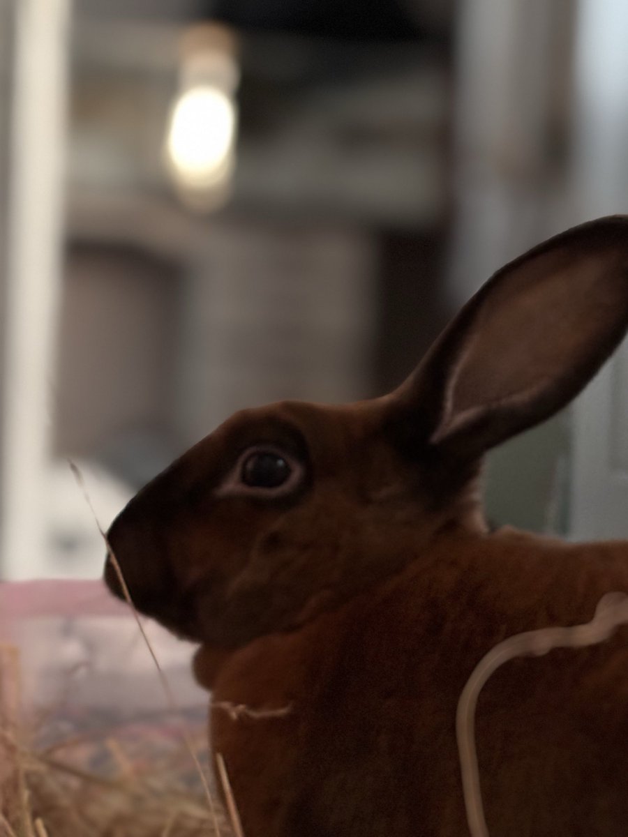 carrotcottagerr's tweet image. Since we’ve gained so much support from you guys with forage, food and toys on a regular basis our average monthly running costs have reduced from £1300 to £1000. ❤️