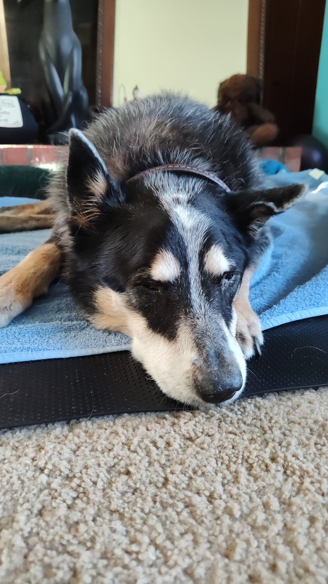 Meet Quigley. He is a good boy. Equal parts sweetheart and butthead. We inherited him from my father-in-law 3 years ago. He did his job well, being the best company for an old man. Since then we have been blessed to give him a home of comfort and adventure. Lately he's been