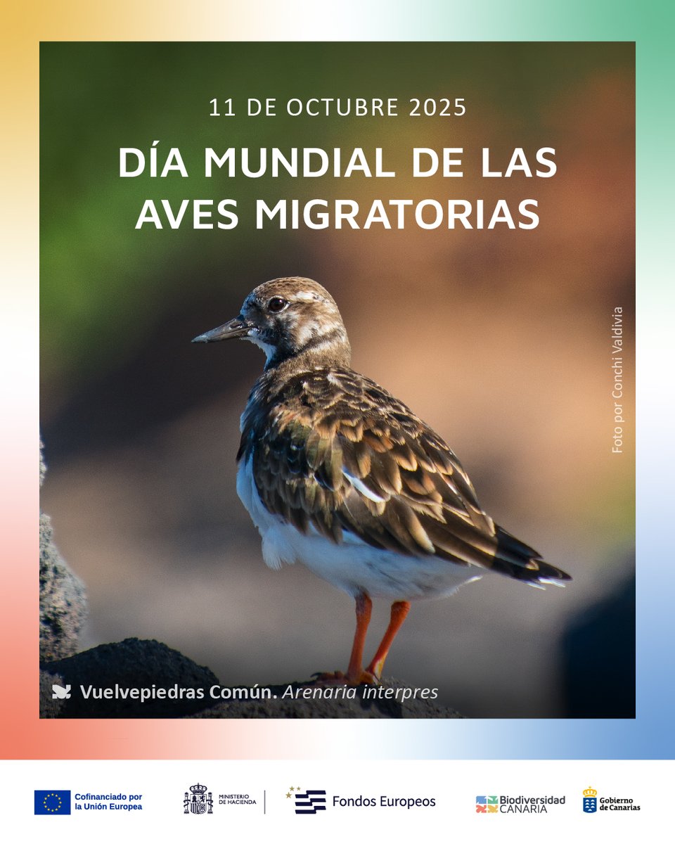 Biodiv_GobCan's tweet image. En Canarias, el monitoreo de las aves acuáticas migratorias de la vía de vuelo atlántico oriental es fundamental. Sin datos, no hay protección, y sin protección, las especies en peligro pueden extinguirse. 🧵⬇️