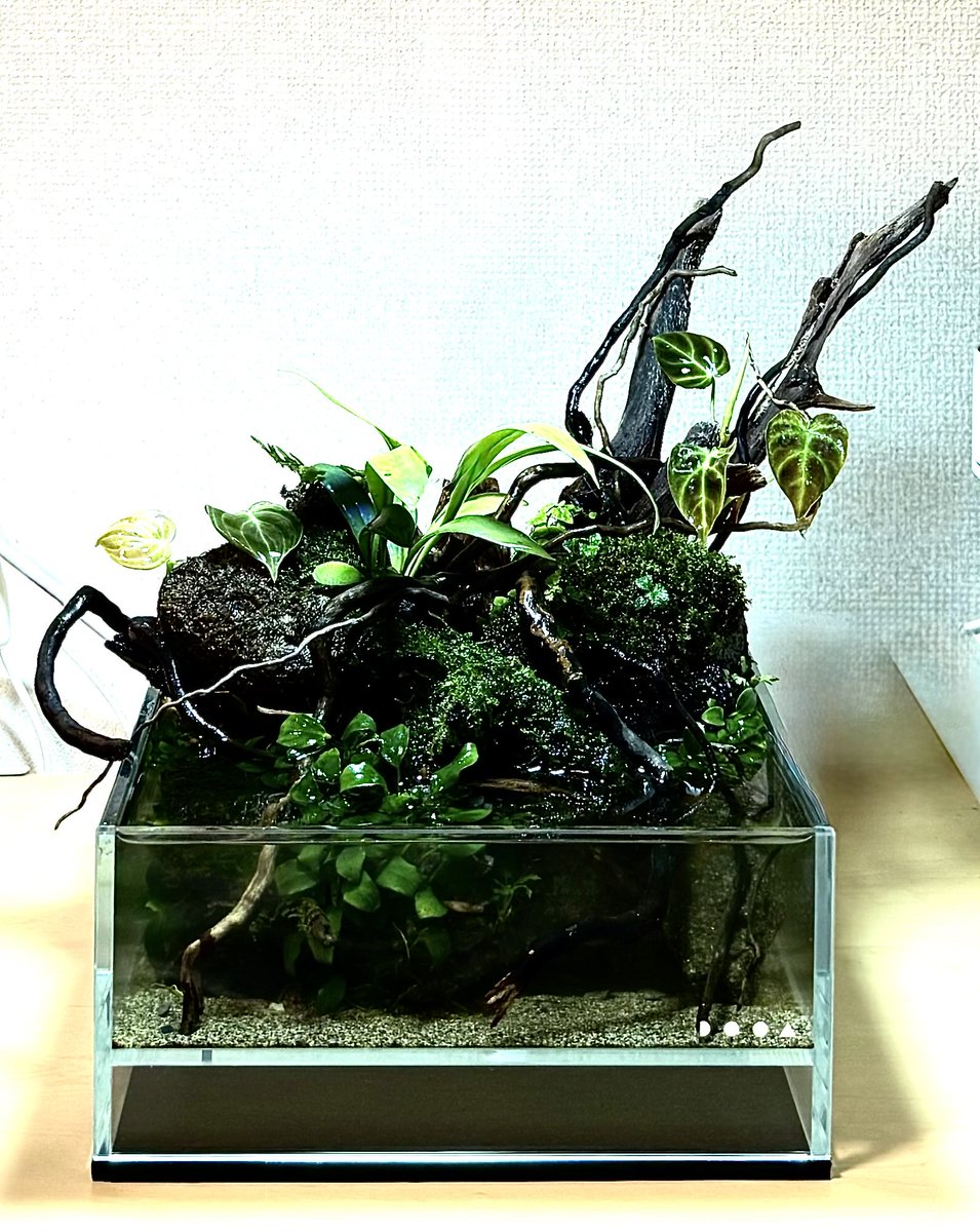 plants6666's tweet photo. こちらが引っ越し前です。
（色加工済み😅） https://t.co/tPYESwZdmU