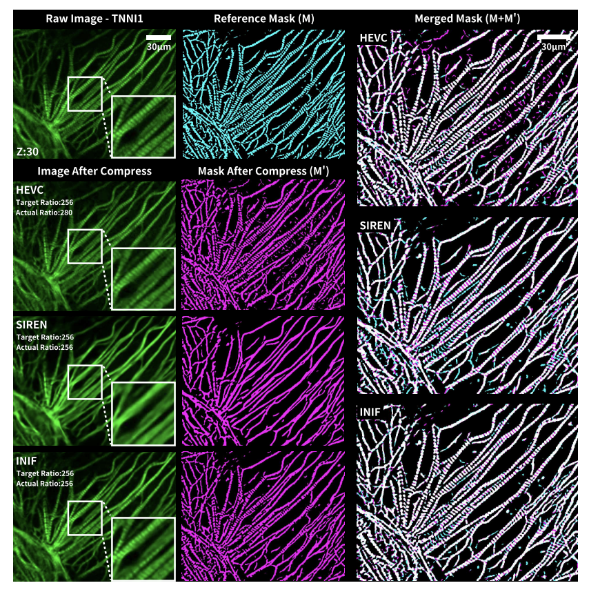 Implicit neural fields: compressing biological microscopy data with AI

Modern biological microscopes can capture breathtakingly detailed 3D, 4D, even 5D images — but this richness comes at a cost. The data are enormous, often terabytes per experiment, overwhelming storage and