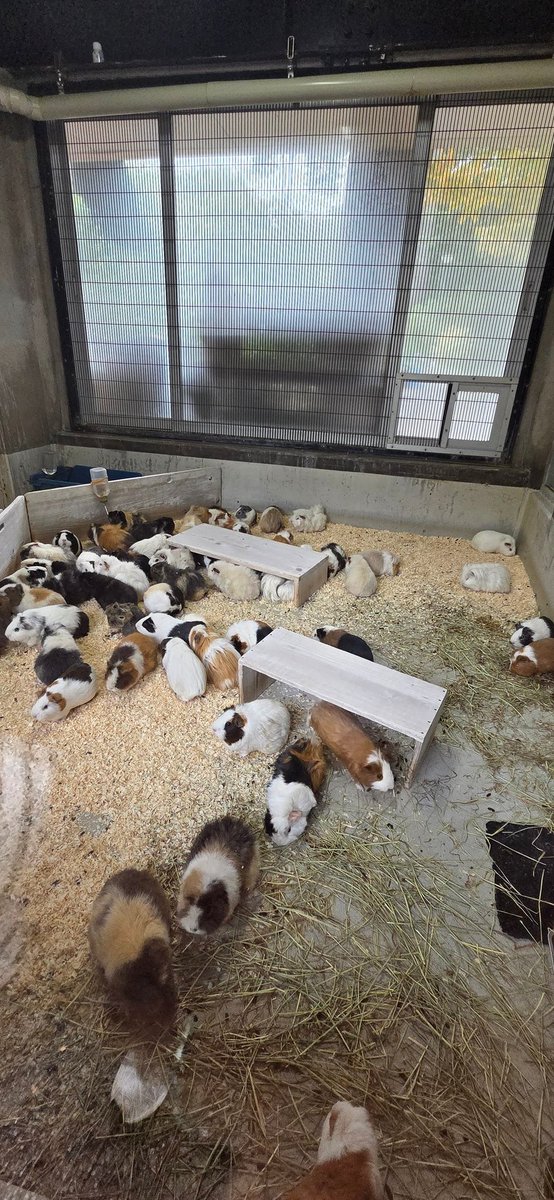 エキゾチックアニマルが看れる動物病院検索アプリを開発中「ミニケアβ版」<a href="/minicare_app/">ミニケア by Minima</a>