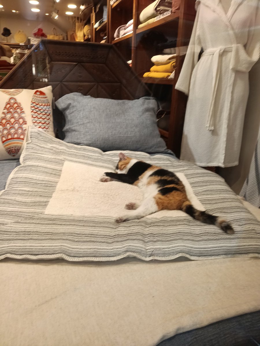 Mutlu aksamlar arkadaslar 🐈☘️