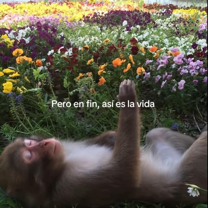 vibes (@vibesfyp) on Twitter photo 