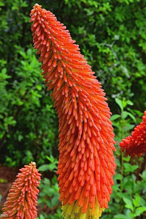 #LisaWootenPhotgraphy Check out this image buff.ly/5ZPxq5F