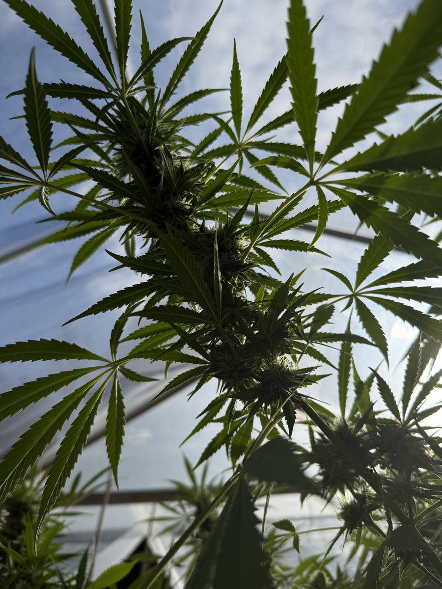 JudithRenaud's tweet image. #EFSDP Utility=Truth