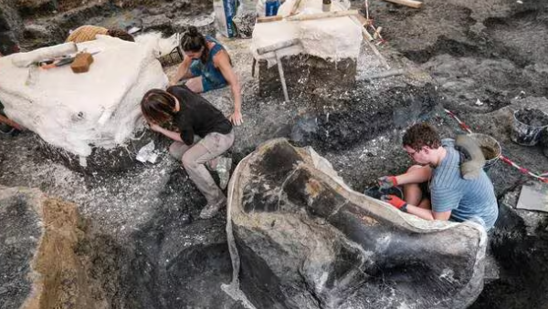 PaleontologieFr's tweet image. Plus de 99 % des espèces se décomposent, qu’elles datent de l’ère jurassique ou de l’époque gallo-romaine. Mais alors pourquoi certains animaux sont-ils #fossilisés et pas d’autres ?🦴
Ouest-France répond avec l’aide du #paléontologue R. Vullo.
#fossile
ouest-france.fr/sciences/arche…