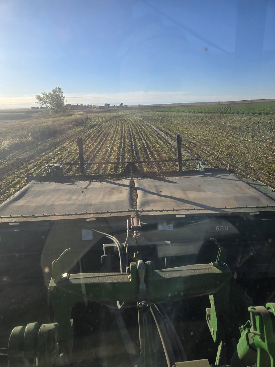 Everybody's favorite time of year. The beet dig is on