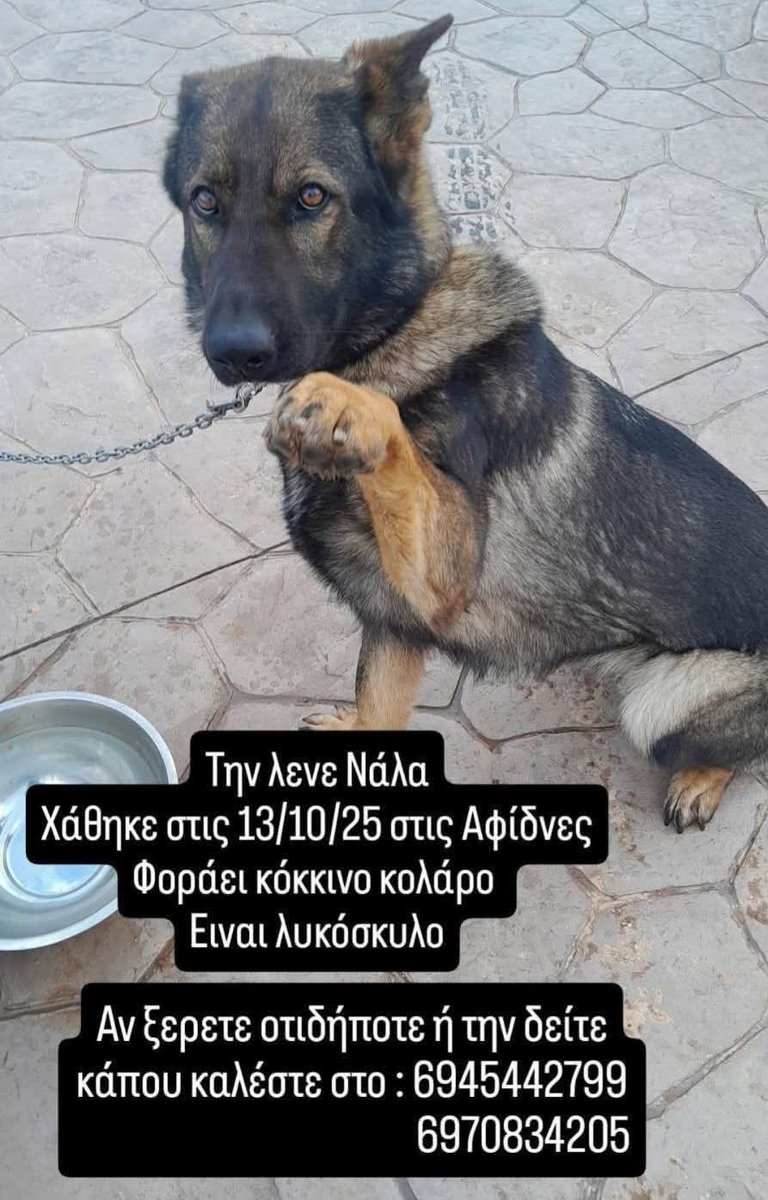 🆘️🆘️🆘️
Χάθηκε η Ναλα στις Αφίδνες 
Λυκοσκυλο με κόκκινο κολάρο 
Αν κάποιος γνωρίζει κάτι ή την εχει δει να επικοινωνήσει άμεσα στα τηλ 
Rt 🙏 🙏 🙏