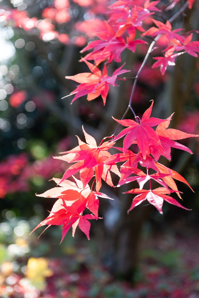 Englefield Estate tweet media