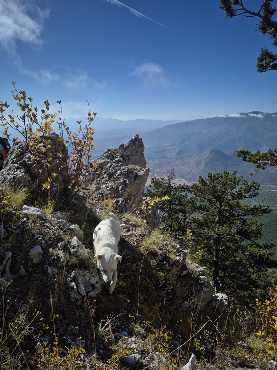 CAI Catanzaro tweet media