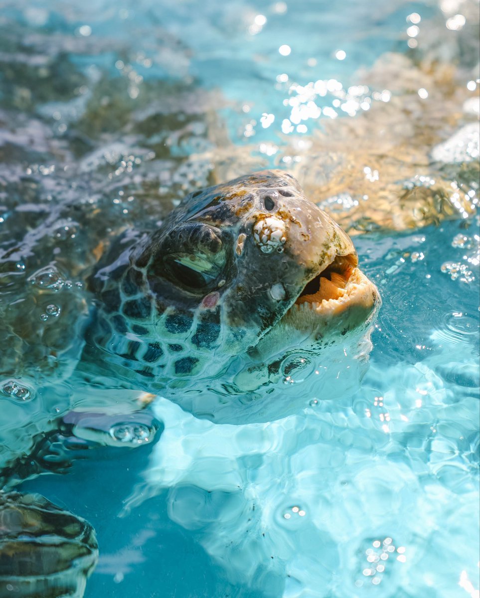 Right now, we are caring for five endangered green sea turtles, two endangered loggerheads, one critically endangered hawksbill, and one vulnerable flatback turtle. Each one needs specialised care, time, and lots of patience to heal! 💚🐢

Along with koalas, sea turtles are the