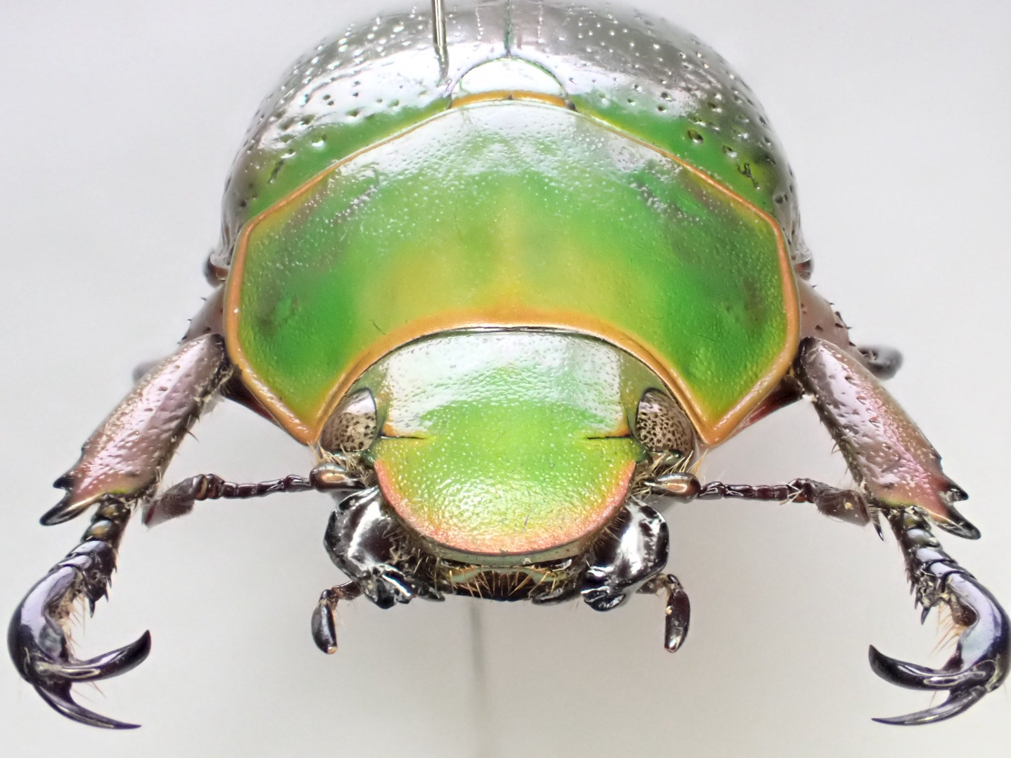 テナガコガネ　♂♀ ヒメテナガコガネ属 / 国立環境研究所 侵入生物DB