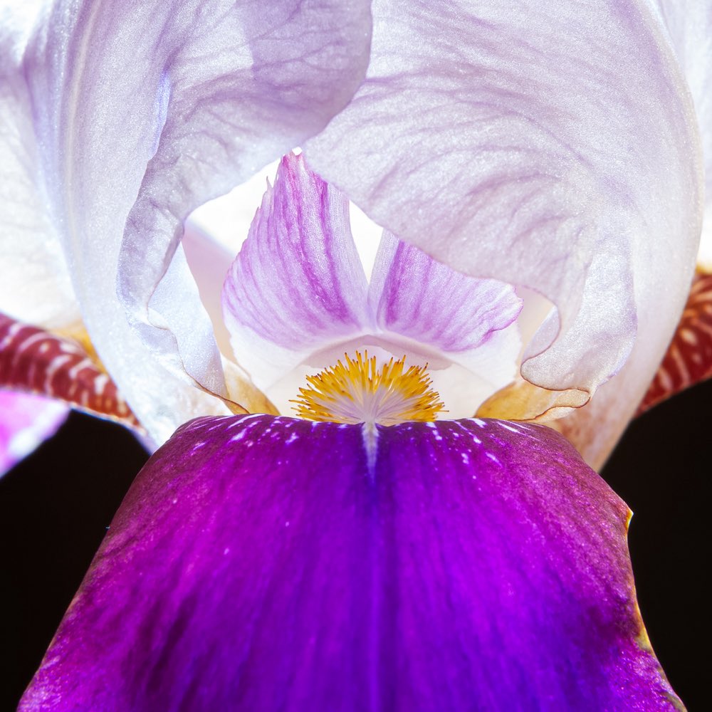 Share your purple photos! 💜