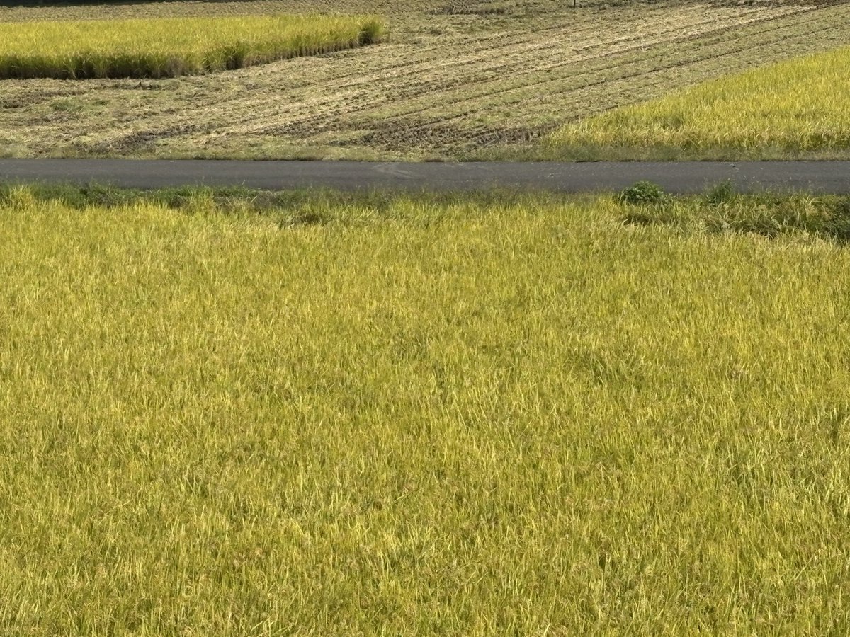 3連休おわりー

今日は朝からやかましいと思ったら、周りの田んぼがいっせいに稲刈りしてました
わらの良い香りがする

#MetaKozo  #GN大作戦