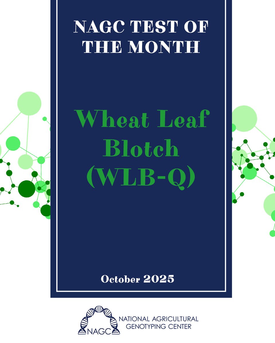 🚨 Test of The Month Tuesday! 🚨 The official NAGC test of the month for October is Wheat Leaf Blotch (WLB-Q). WLB-Q was released in 2021 by NAGC, and more than 1,200 samples were tested with WLB-Q in its inaugural year. #NAGCLab #WeHaveATestForThat #WheatLeafBlotch #Corn