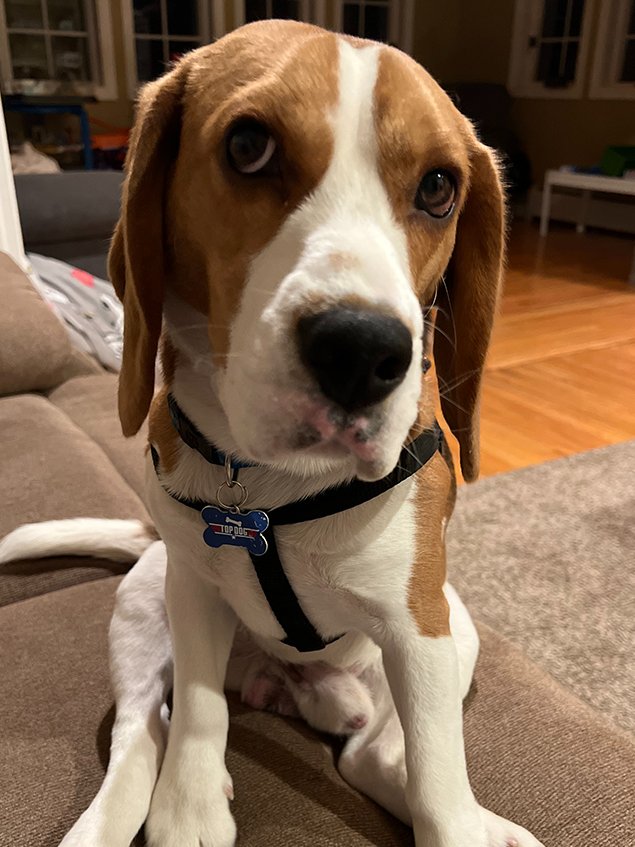 Happy Indigenous Peoples' Day. Today, we honor the original inhabitants of our land and reflect on the importance of community and stewardship.🐾

#IndigenousPeoplesDay #Community #Beagles #dogofx