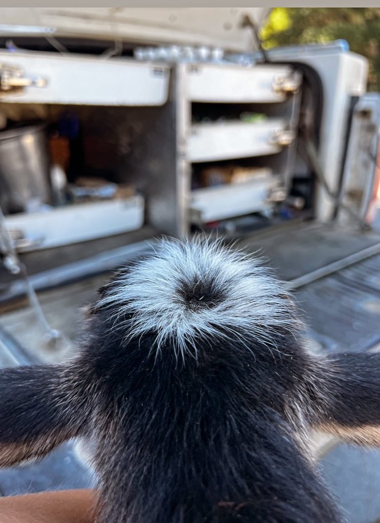 Justin Lewis🐧✳️👨🍳🔪 (@culinarycrypto) on Twitter photo Gmgm.. life is all about perspective. I’m grateful, I’m fulfilled, I’m blessed. Life is good. My lamb kinda looks like a <a href="/pudgypenguins/">Pudgy Penguins</a> or <a href="/LilPudgys/">Lil Pudgys</a> Gmgm.. life is all about perspective. I’m grateful, I’m fulfilled, I’m blessed. Life is good. My lamb kinda looks like a <a href="/pudgypenguins/">Pudgy Penguins</a> or <a href="/LilPudgys/">Lil Pudgys</a>