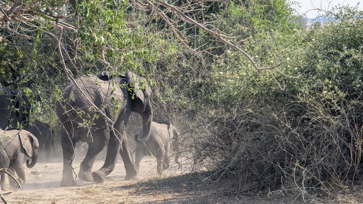 familytravel4um's tweet image. As spring blooms across southern Africa, it's the perfect season to book a last minute (big discounts!) African Safari Cruise with @CroisiEurope_RC It's an unforgettable bucket list adventure for all ages. #falltrips myfamilytravels.com/ultimate-south…