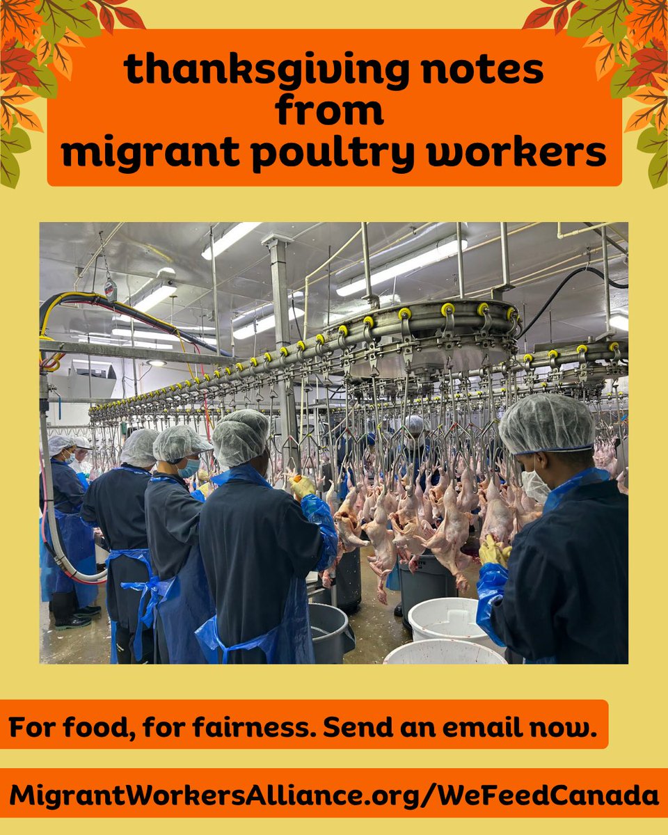 MWACCanada's tweet image. From inside the farm and factory, workers share Thanksgiving notes and photos. Today, give thanks to all workers who feed Canada.

Send an email now to PM @MarkJCarney 
Immigration Min @LenaMetlegeDiab 
Agriculture Min @CornwallHeath and demand justice &amp;amp; permanent #StatusForAll