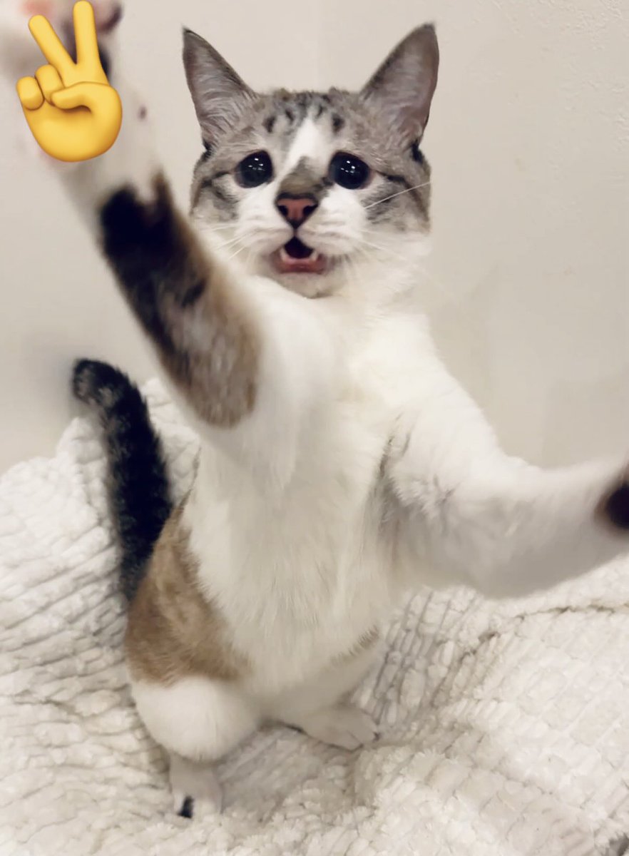 ちょき✌️

みんとはちょきを出しました！
勝った人おめでとうございます🎁✨️
あいこはおそろいなのでいいことあります✨️
負けた人は何で負けたか明日まで考えといてください
