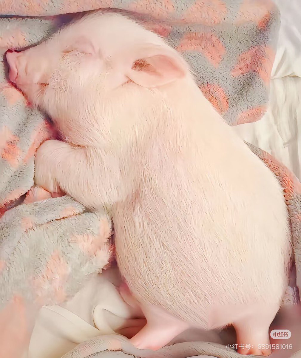 The lion does not concern himself with counter swapping in competitive