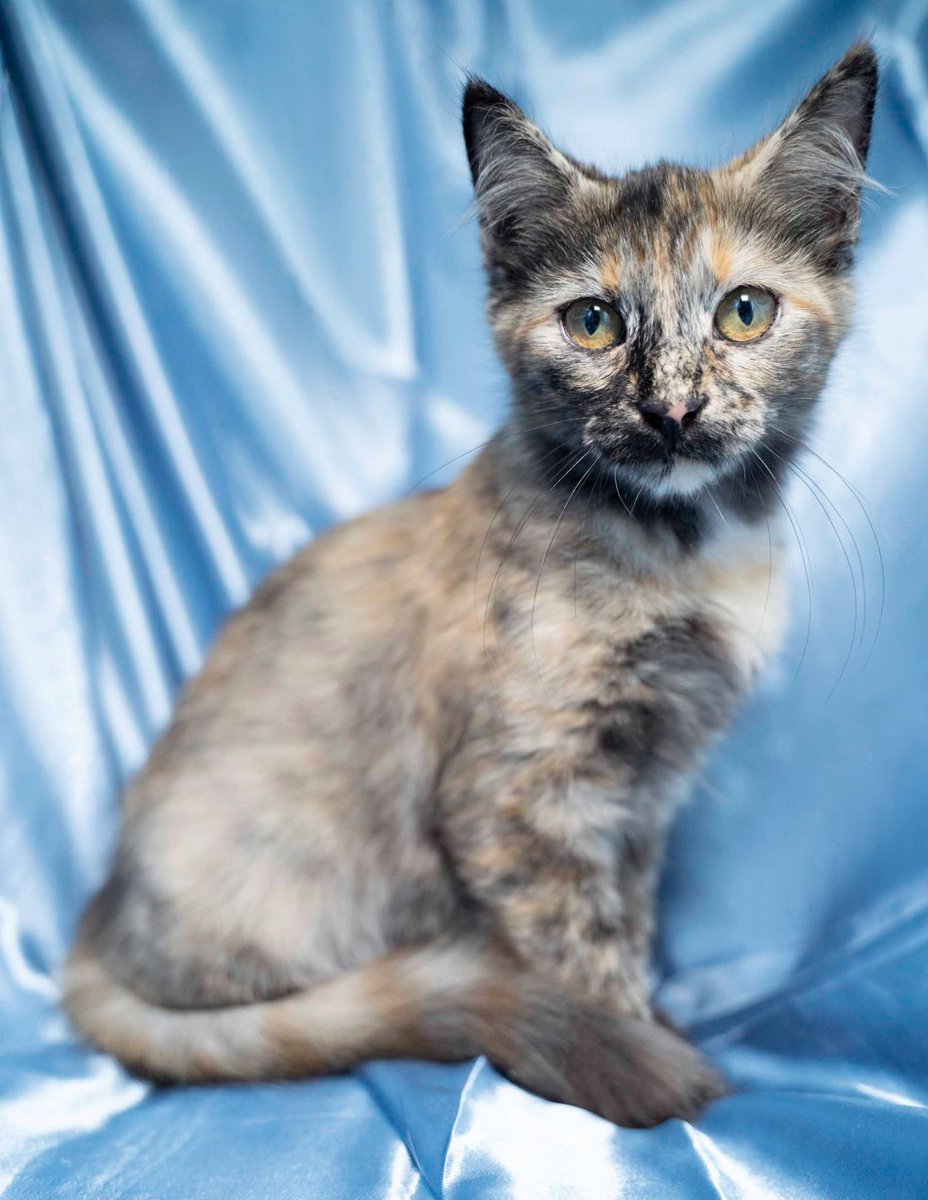 Six month old Harper is every bit as delightful as she looks. Her marbled, tortie fur &amp; bright gaze turn heads, but it’s her spirited, affectionate personality that truly shines! Harper is ready to learn, grow &amp; bounce her way into your heart!
#kitten #tortie #catsofX #catlover