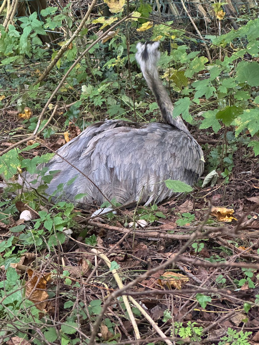 Nach Wochen der Suche endlich der Erfolg. Der Ausreißer konnte wohlbehalten eingefangen werden.