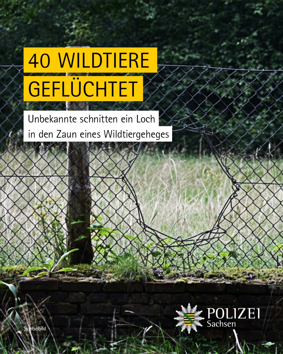 PolizeiSachsen's tweet photo. Sonntagabend zerschnitten Unbekannte den Zaun eines Wildtiergeheges am Sperlingsberg in #Crimmitschau. Rund 40 Tieren gelang es zu flüchten.
☎️ Hinweise nimmt das Polizeirevier #Werdau unter 03761 7020 entgegen.
Mehr aus der Polizeidirektion #Zwickau: https://t.co/YQ4IxfEQMt https://t.co/57hrZ23hiA