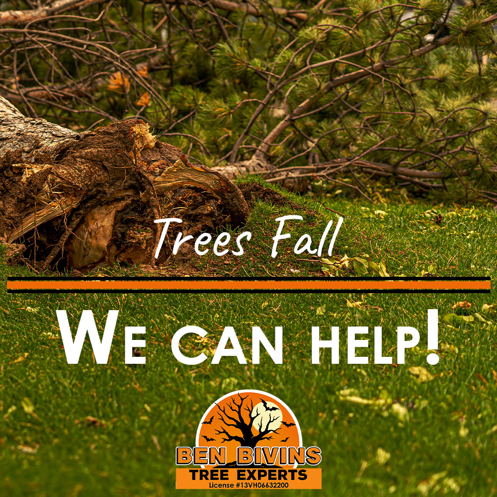 BivinsTree's tweet image. Don’t let a fallen tree disrupt your home or business — we’ll handle it fast and efficiently.

📞 Call 609-698-4992 or visit BenBivinsTreeExpertsNJ.com

#TreeRemoval #EmergencyTreeService #StormCleanup #TreeCareExperts #NJTreeService #BenBivinsTreeExperts #FallTreeCare #TreeSafety