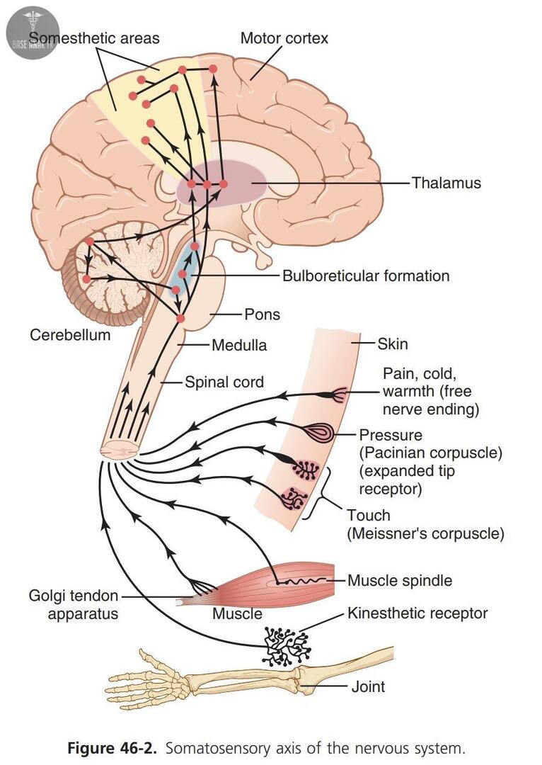 Dok kakak kakak ada yg bisa bantu jelasin mekanisme sensasi dan persepsi rangsangan based on gambar ini ga yaa...😭