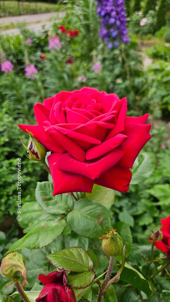 LanaToro21's tweet image. #Photobyme📷 #MyThoughts

Live from the Heart &amp;amp; then every thought will become a beautiful flower. Live in the Present &amp;amp; then every minute will become a priceless gift! ❤️