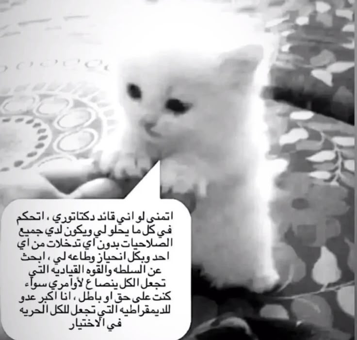 Habiba (@hakhamiis) on Twitter photo 