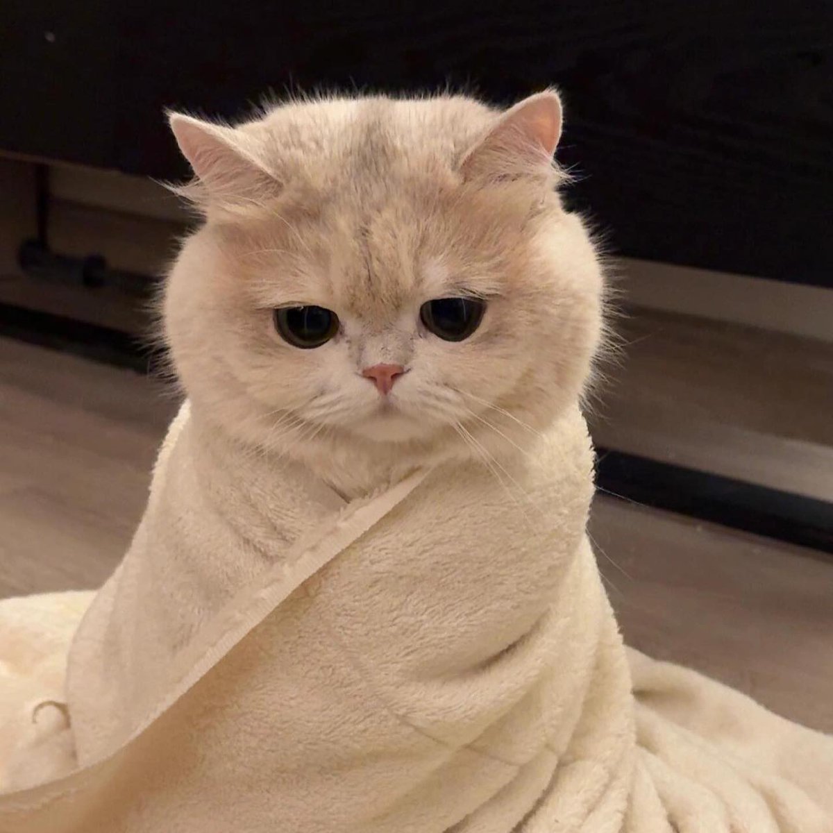 small kittens are cute tweet media